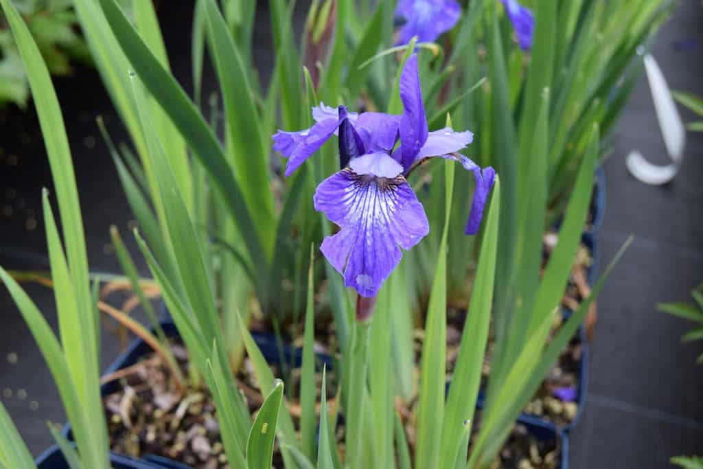Iris sibirica 'Blue King' ---